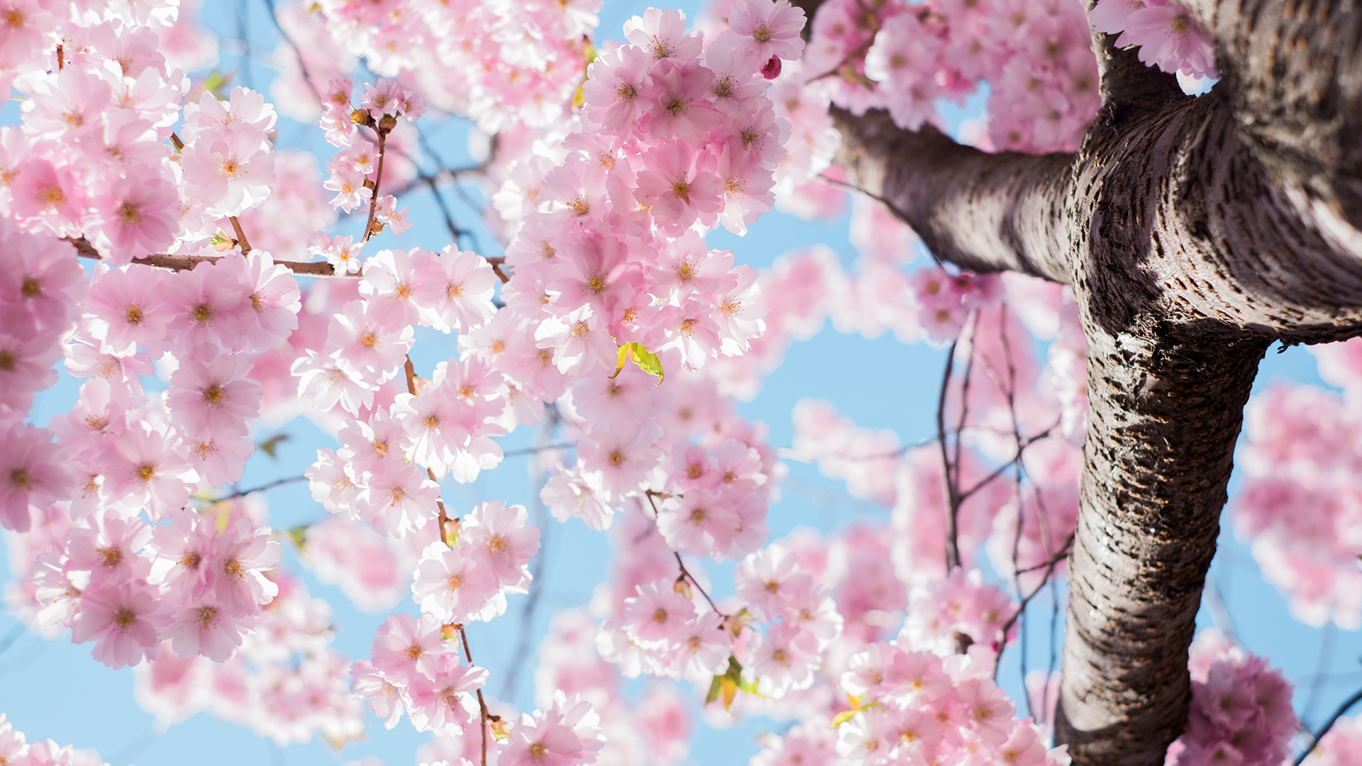 櫻花